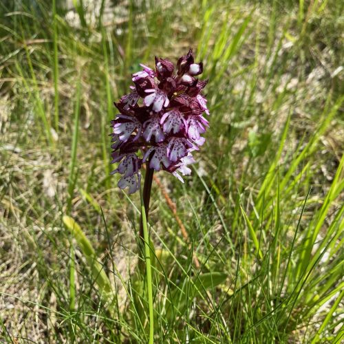 Orchidea selvaggia