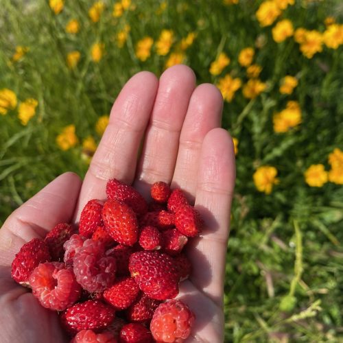 Fragola e Lampione